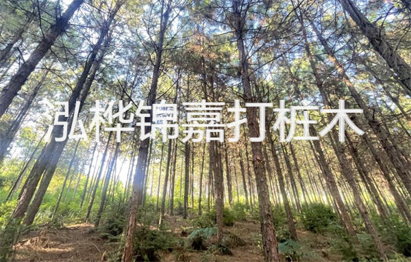 護岸施工有松木樁方案，你了解嗎？